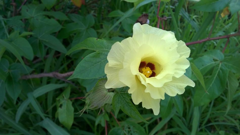 Cotton Flower Flowers