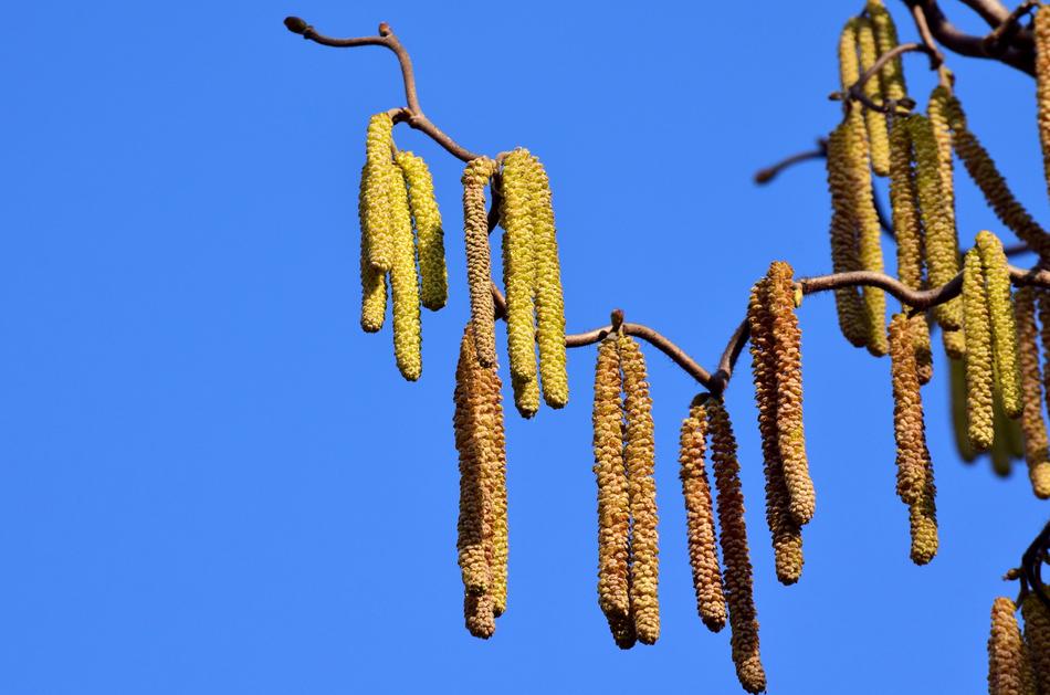 Walnut Hazelnut Seeds