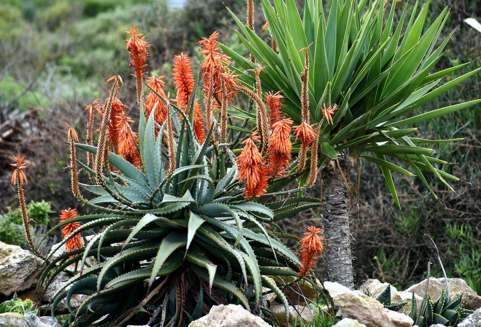 Plant Aloes Hardy Dry