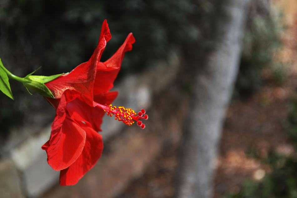 Nature Outdoors Flower