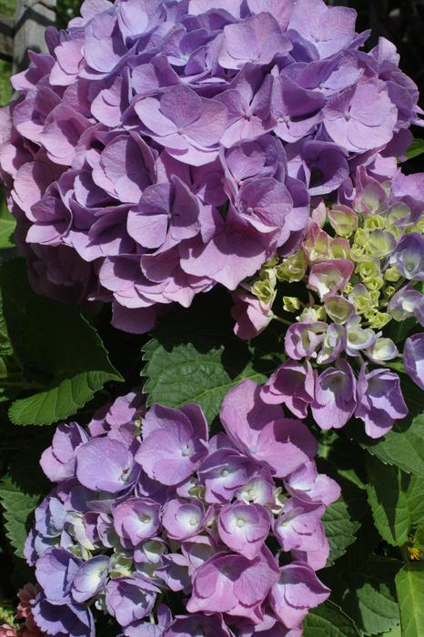Hydrangea Flower Blue