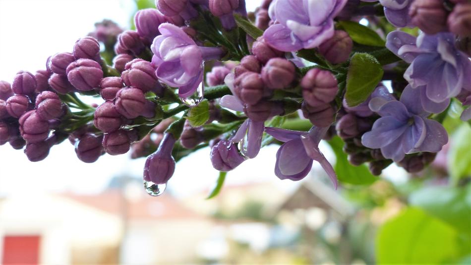 Flower Plant Nature