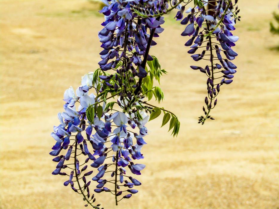 Nature Plant Flower