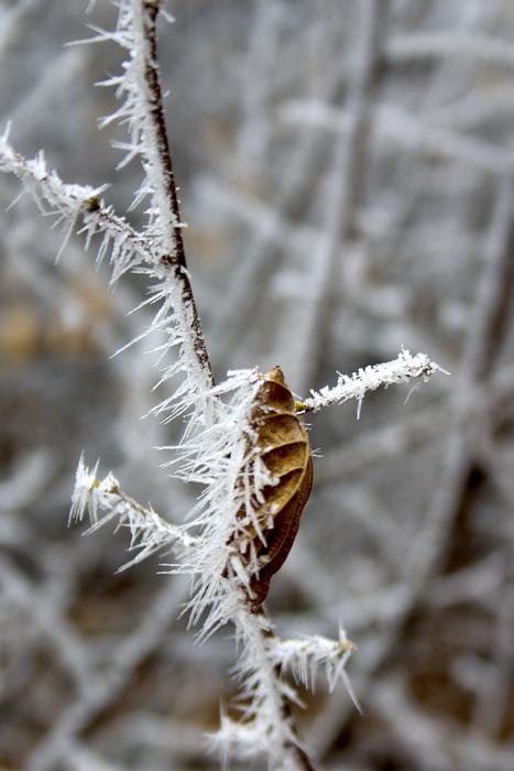 Nature Brina