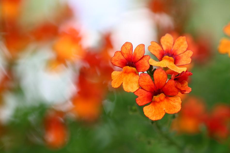 Flowers Orange Summer