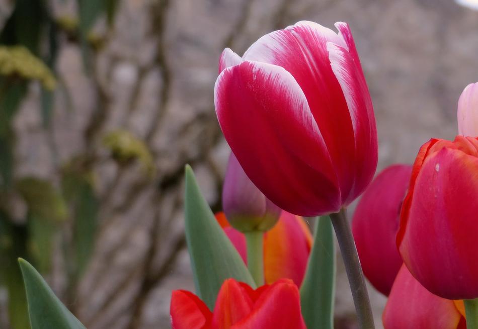 Tulip Nature Flower