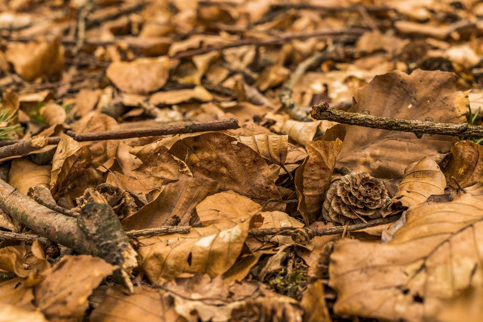 Forest Floor Brown Nature