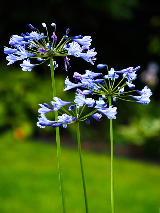 Nature Plant Flower