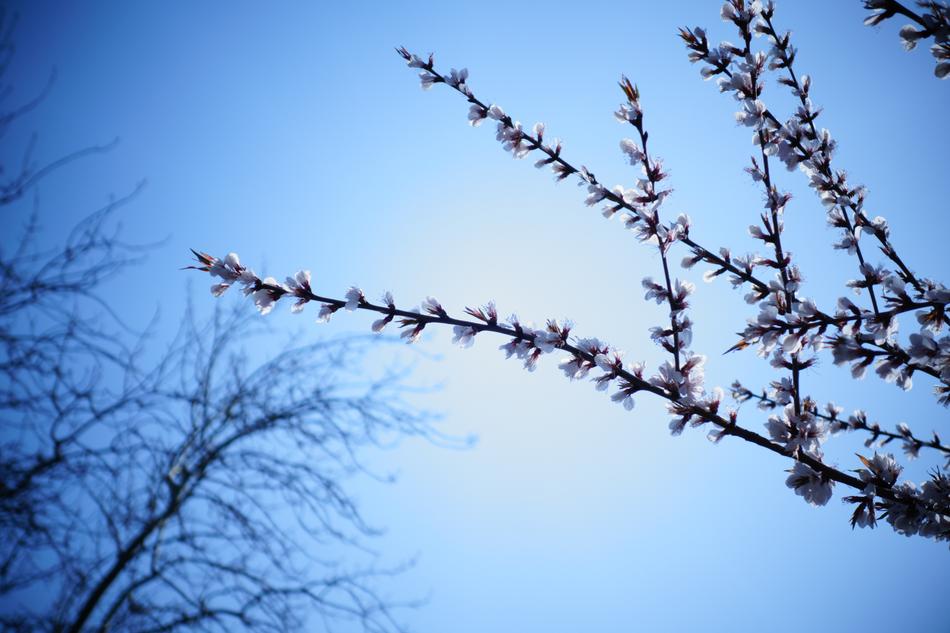Tree Branch Sky