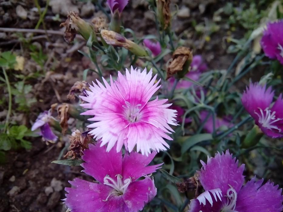 Nature Flower Flora