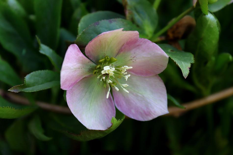 Prevalence Rose Flower Nature