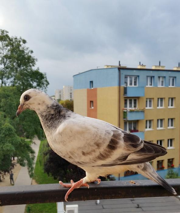 Birds Dove Nature