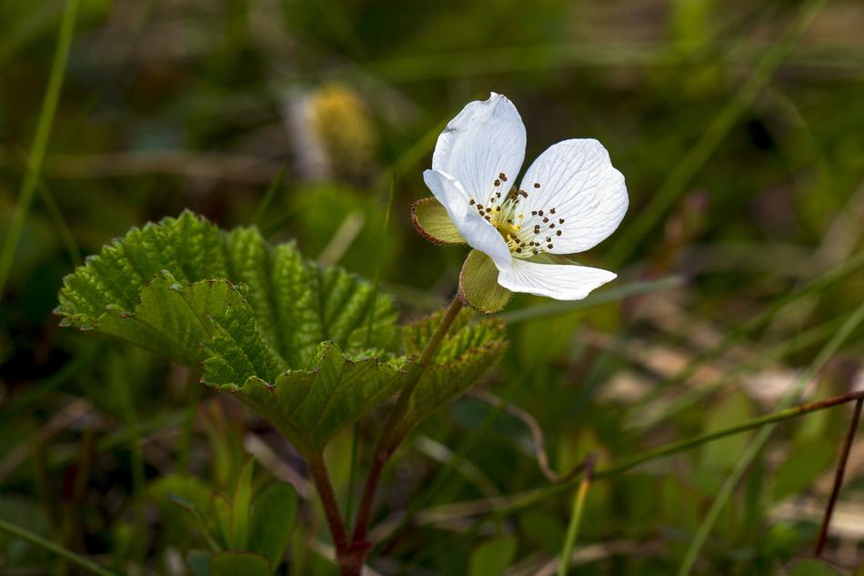a white little flower in the green grass