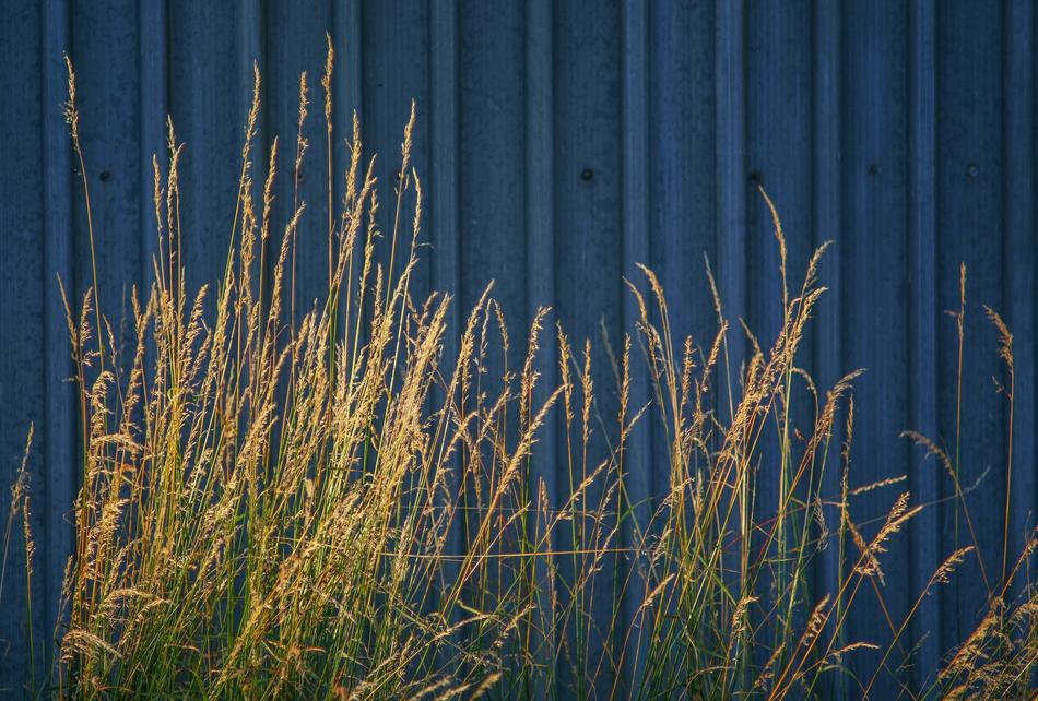 Nature Architecture Grass