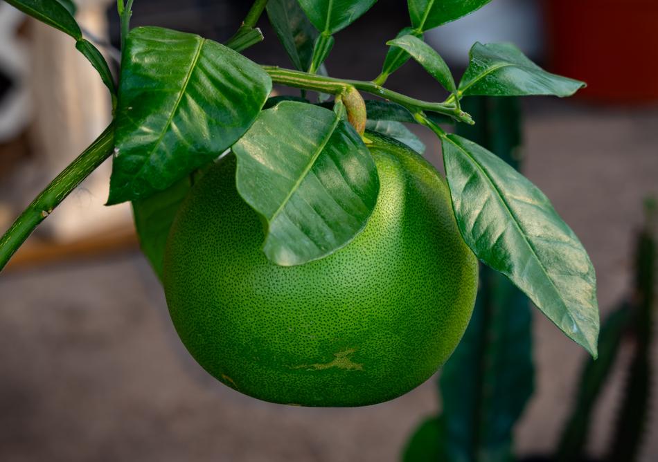 fresh tropical green fruit