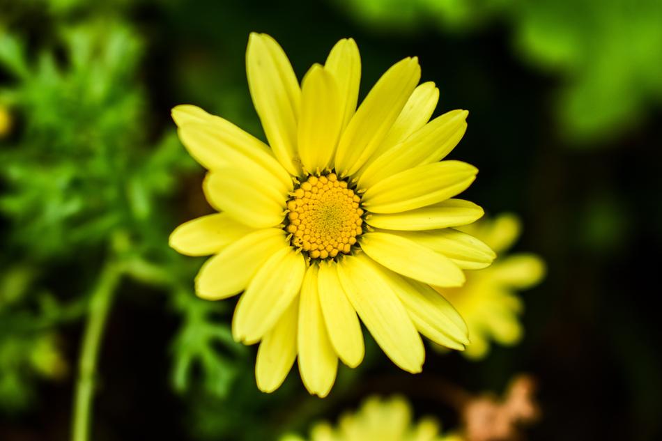 Nature Plant Summer