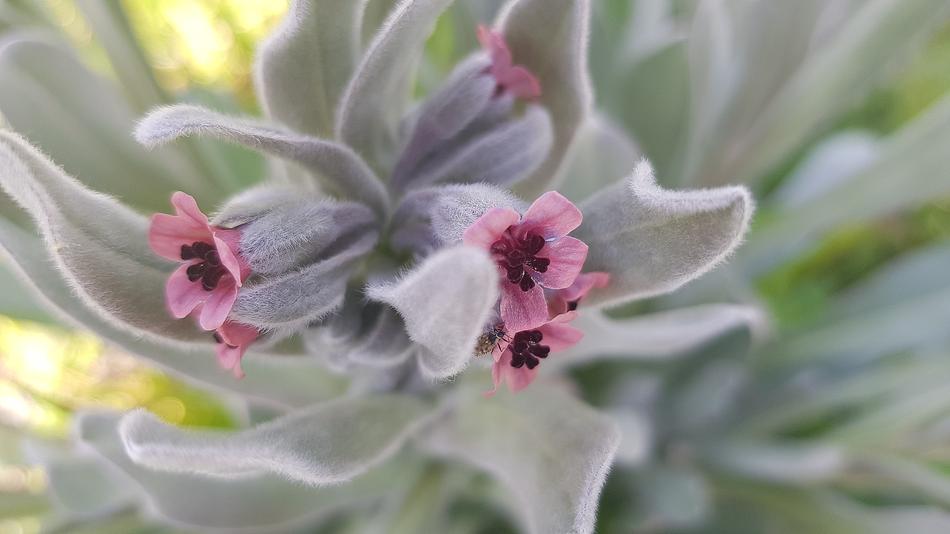 Plant Flower Nature