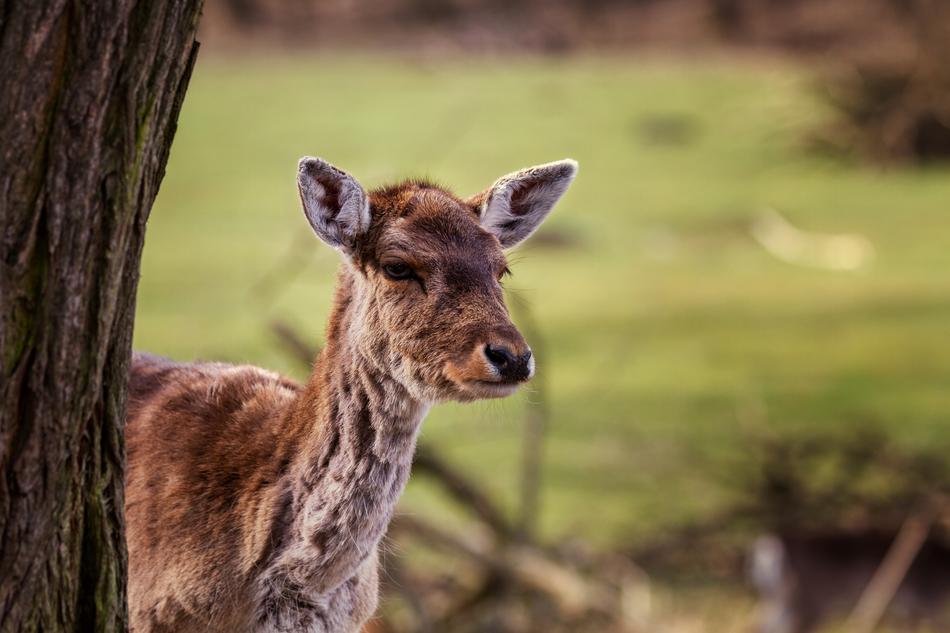 Nature Red Deer Doe