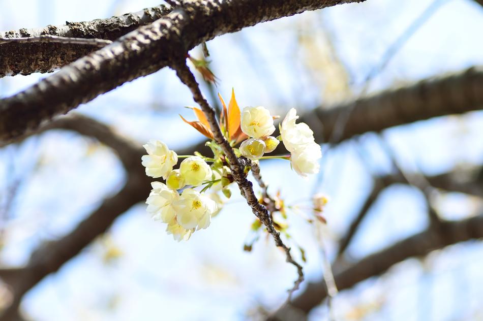 Flowers Natural Cherry