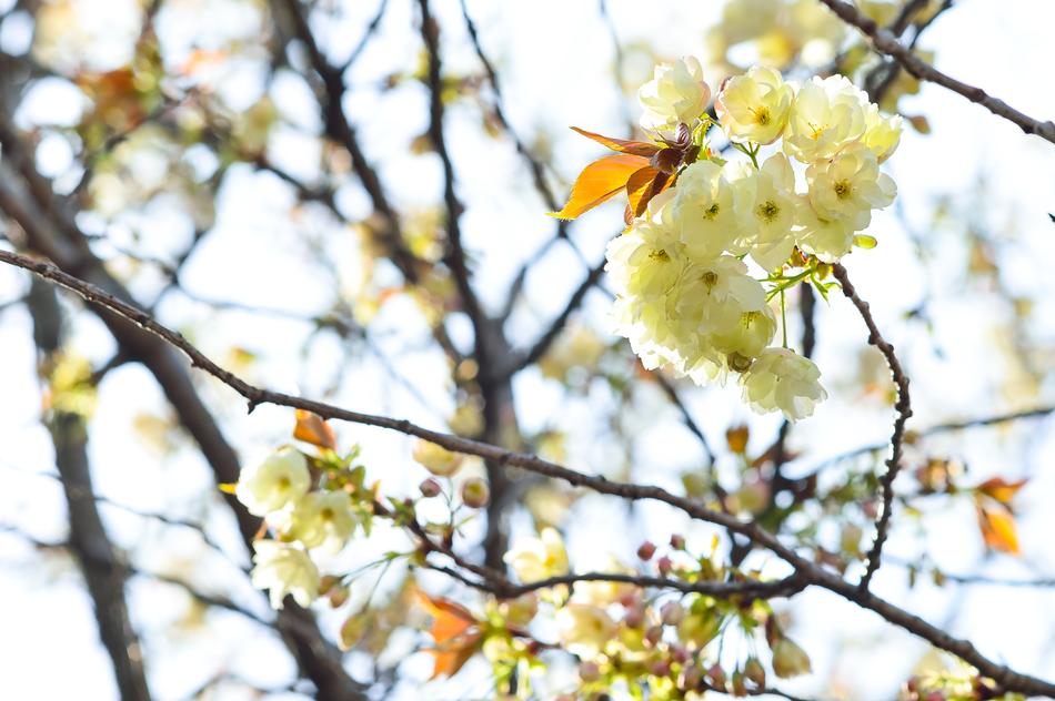 Flowers Natural Cherry