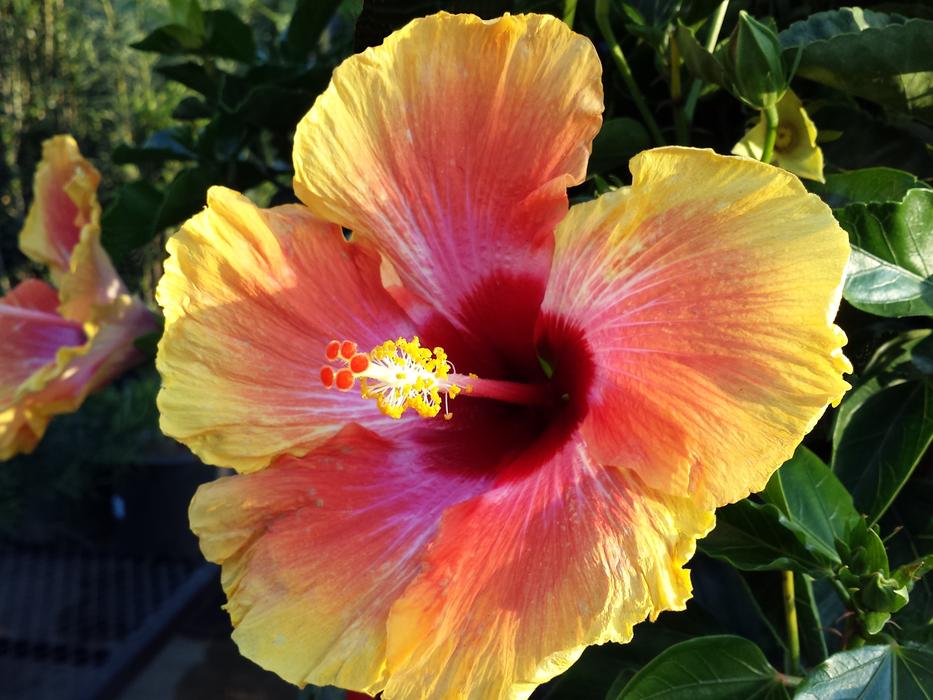 Flower Nature Hibiscus
