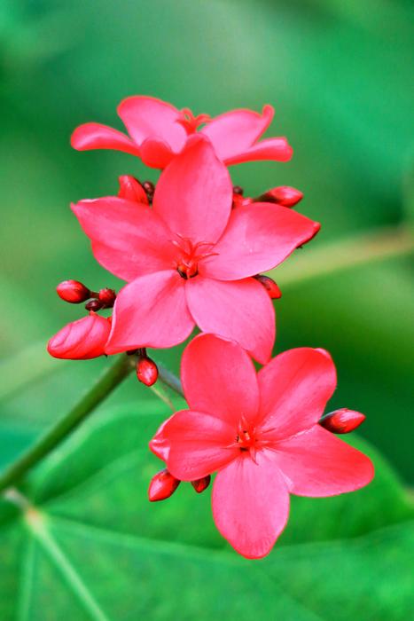 Flower Nature Plant