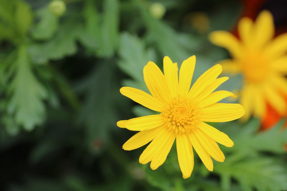 Nature Plant Summer