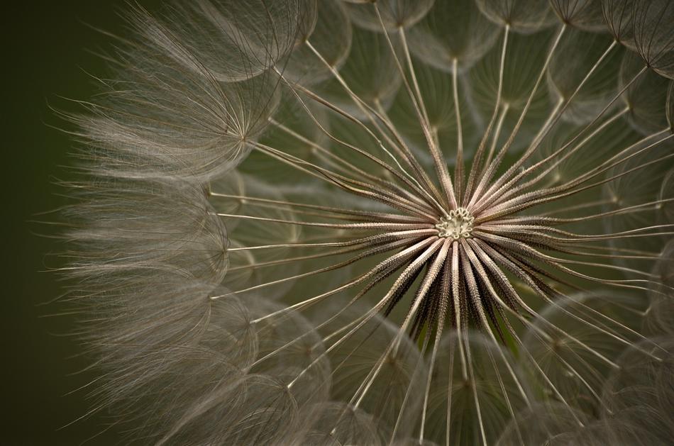 Dandelion Summer Meadow