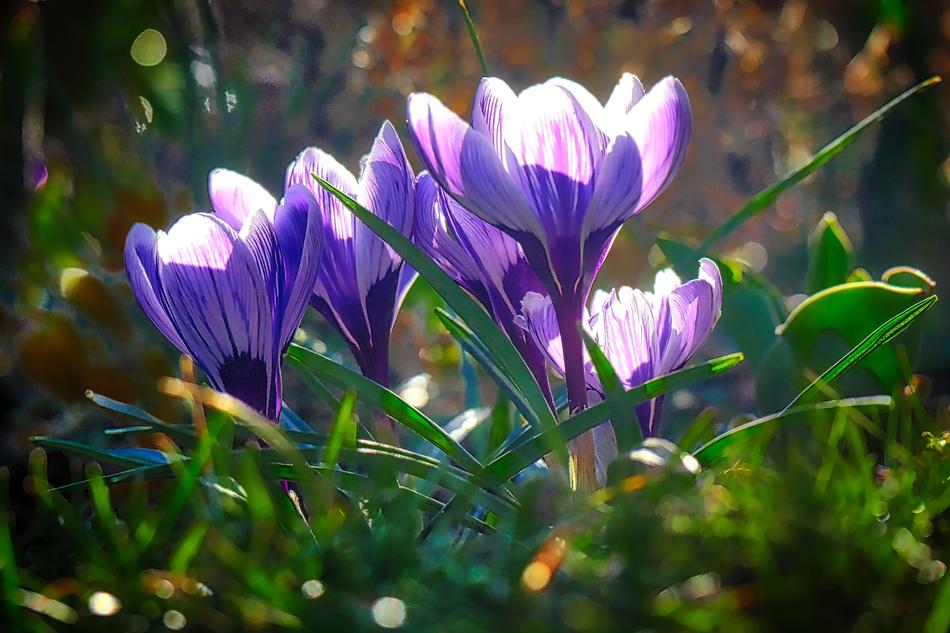 Nature Plant Flower