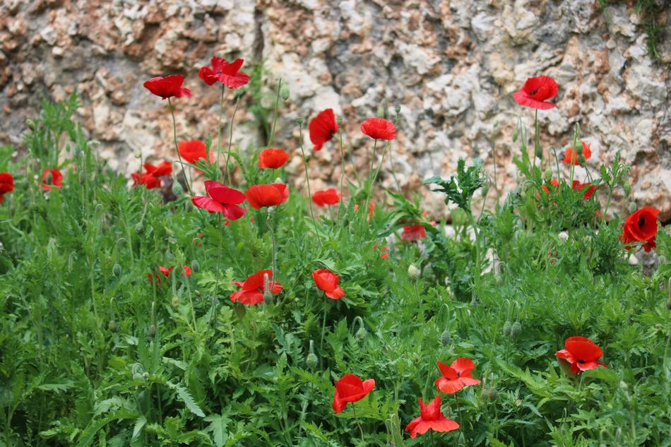 Flower Flora Nature
