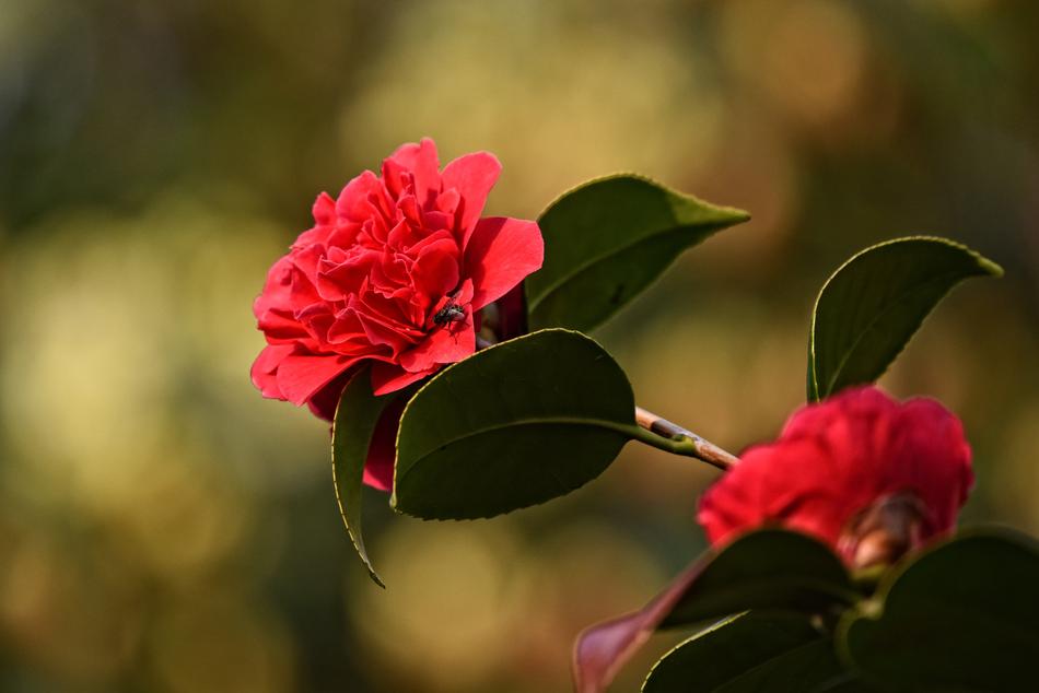 Rhododendron Flower Shrub