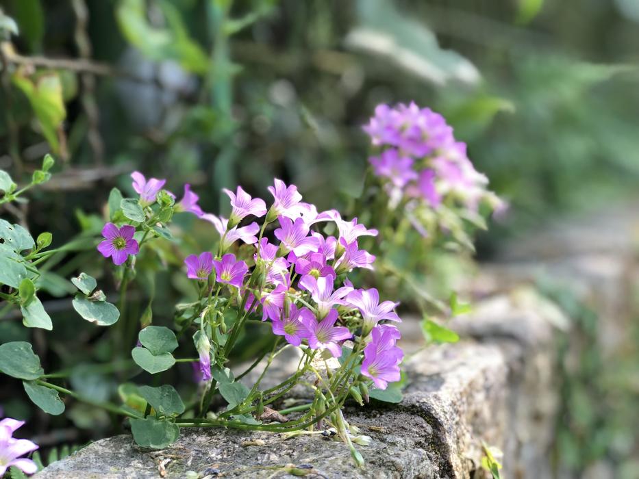 Flower Nature Plant