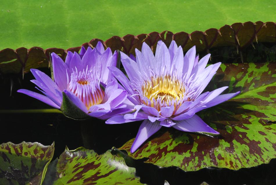 Plant Flower Nature