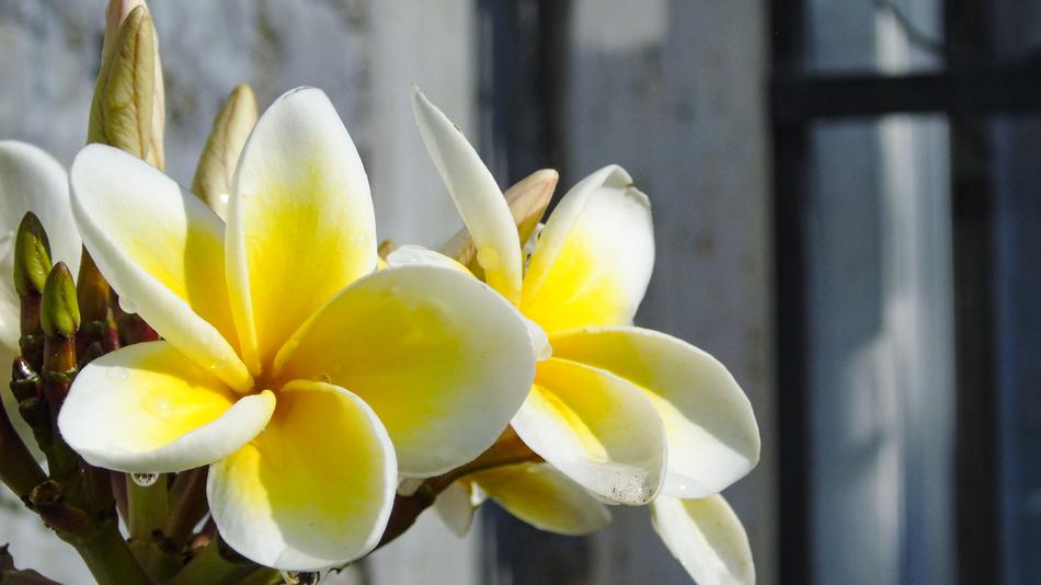 Flower Plant Nature