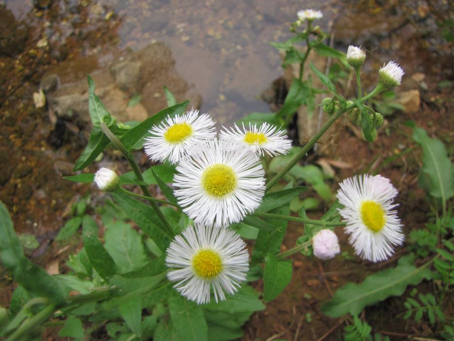 Nature Flora Flower
