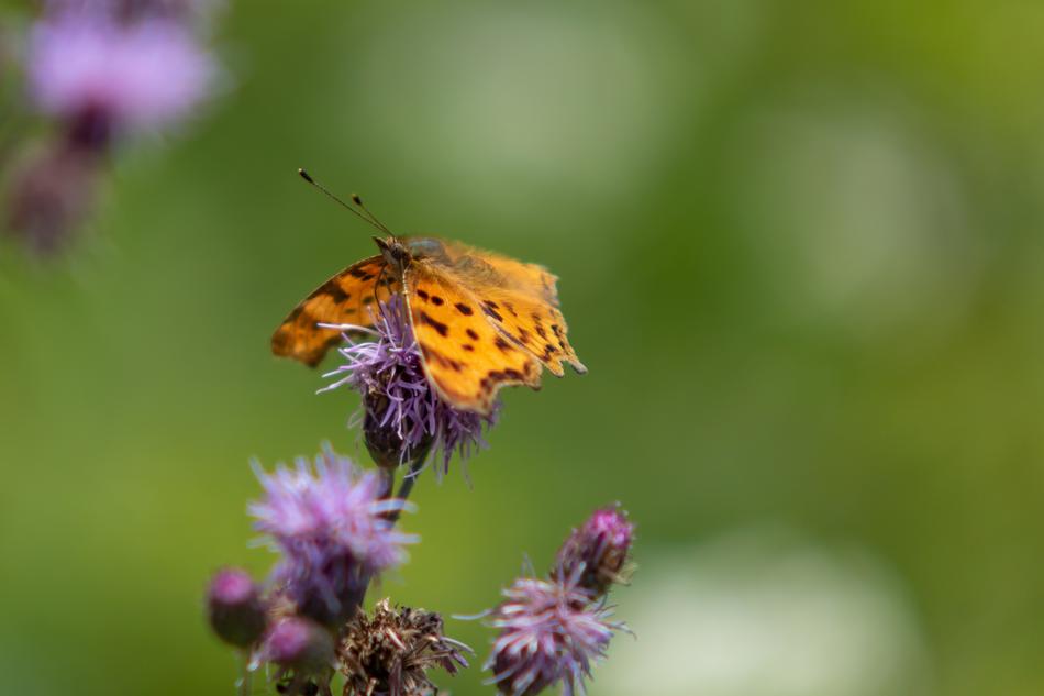 Butterfly Edelfalter Blossom