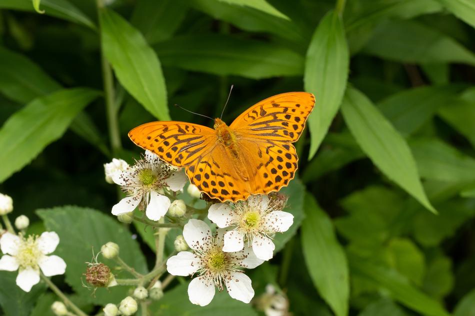 Butterfly Edelfalter Blossom