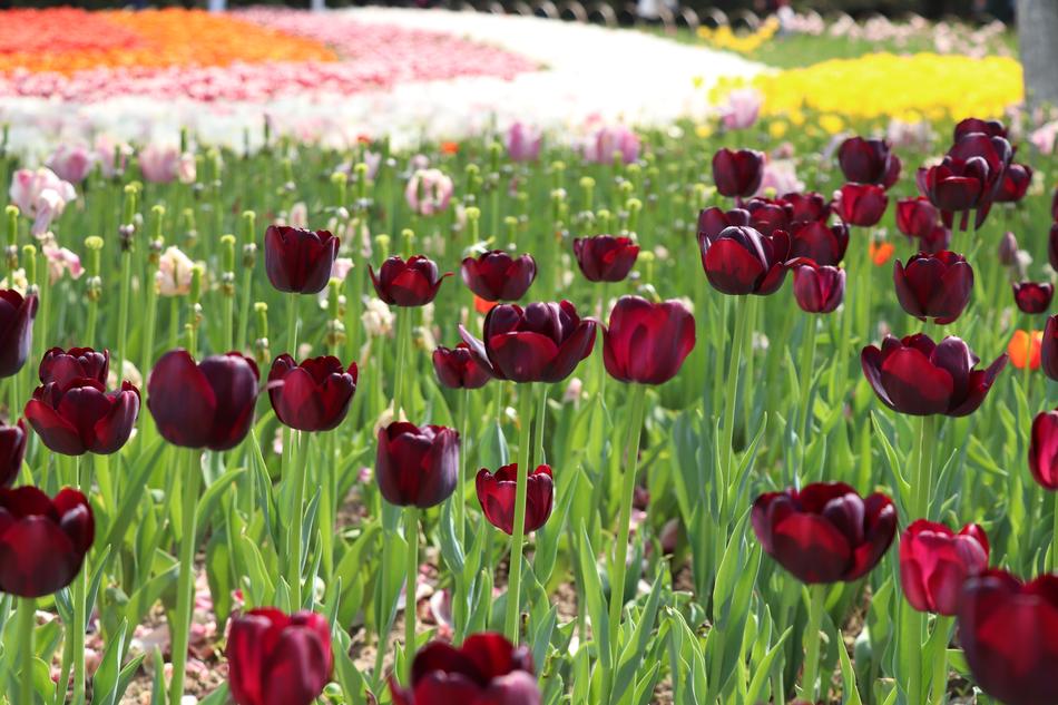 Flower Nature Tulip
