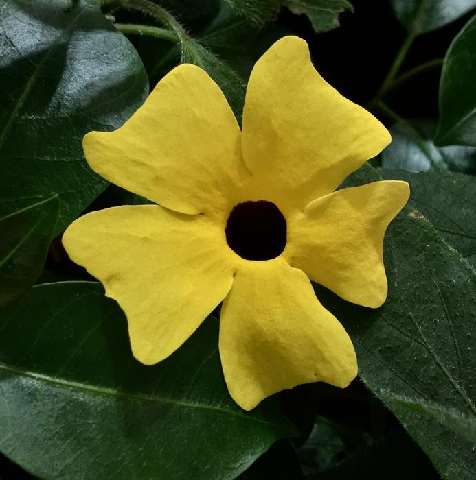 Yellow Flower Petals