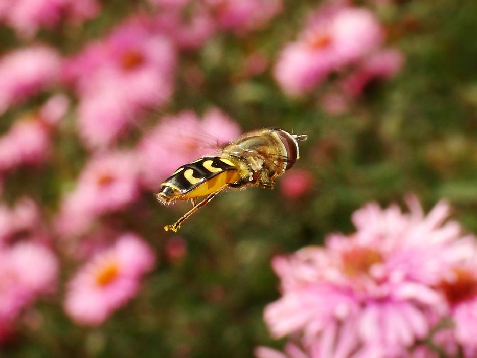 Nature Flower Insect