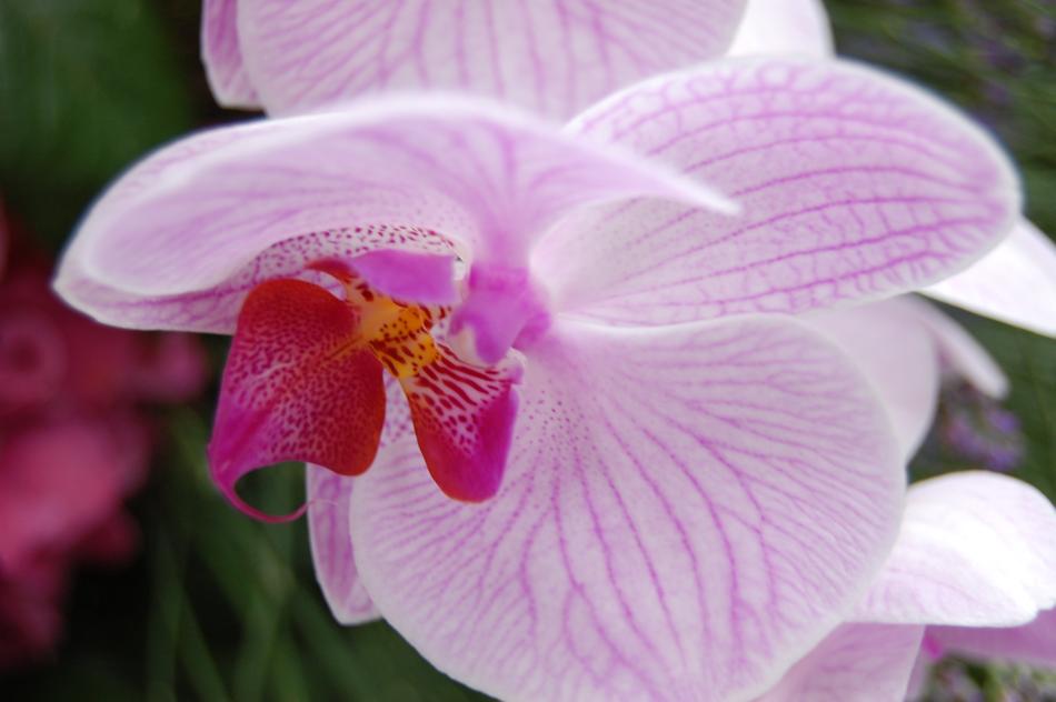 Flower Nature Plant