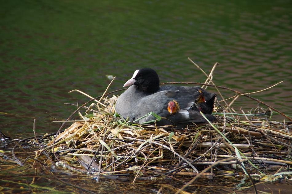 Coot Nest Nature