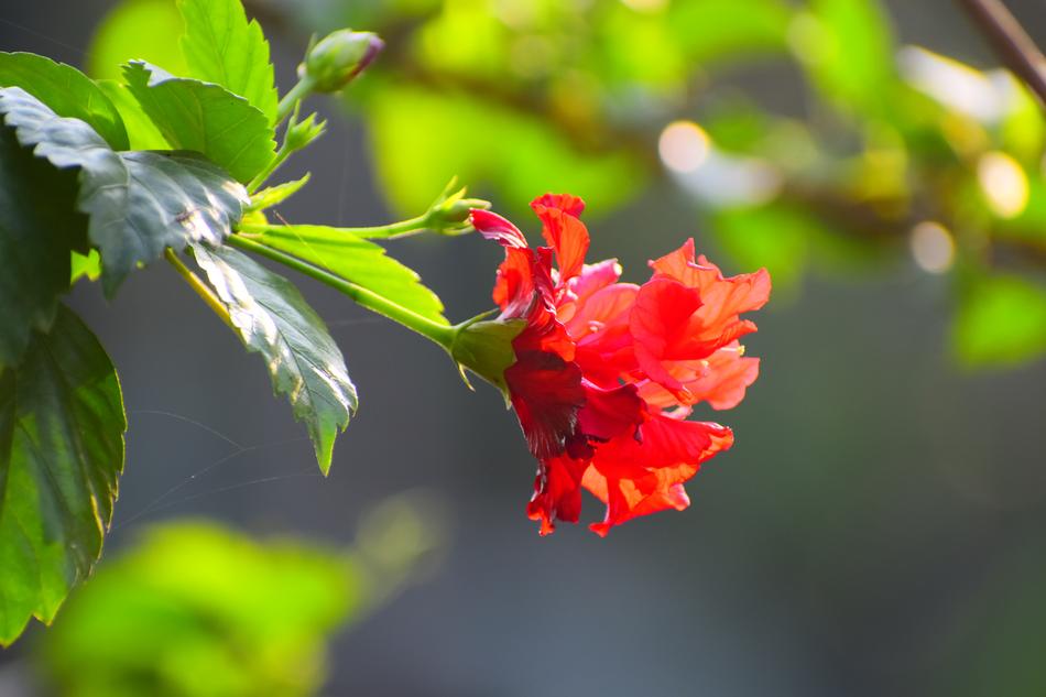 Nature Leaf Flora