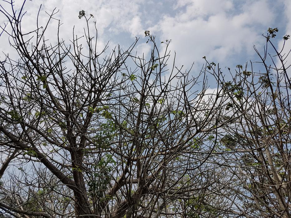 Tree Branch Nature