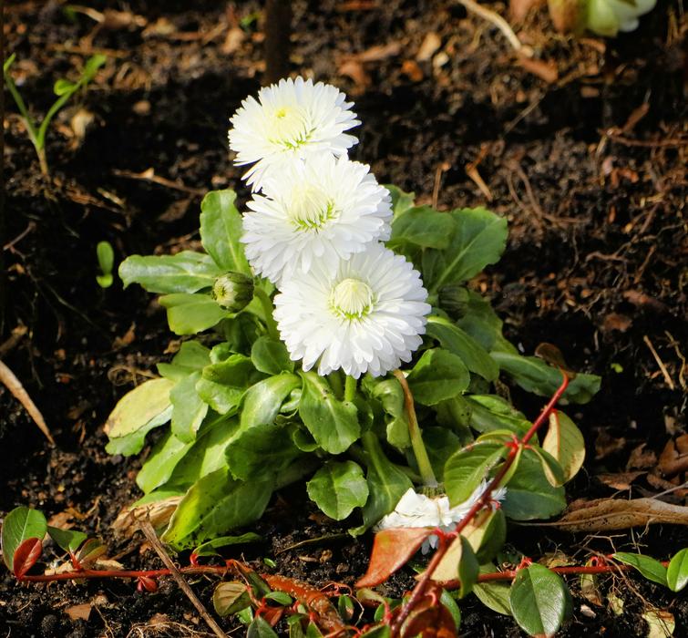 Flower Nature Plant