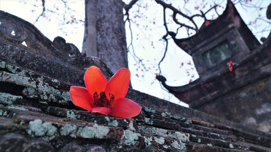 Red Flower Tree
