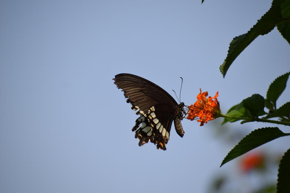 Butterfly Flower Nature