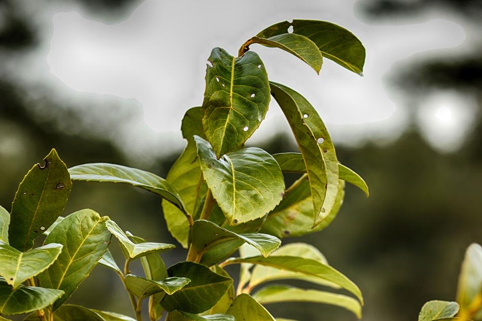 Leaf Flora Nature
