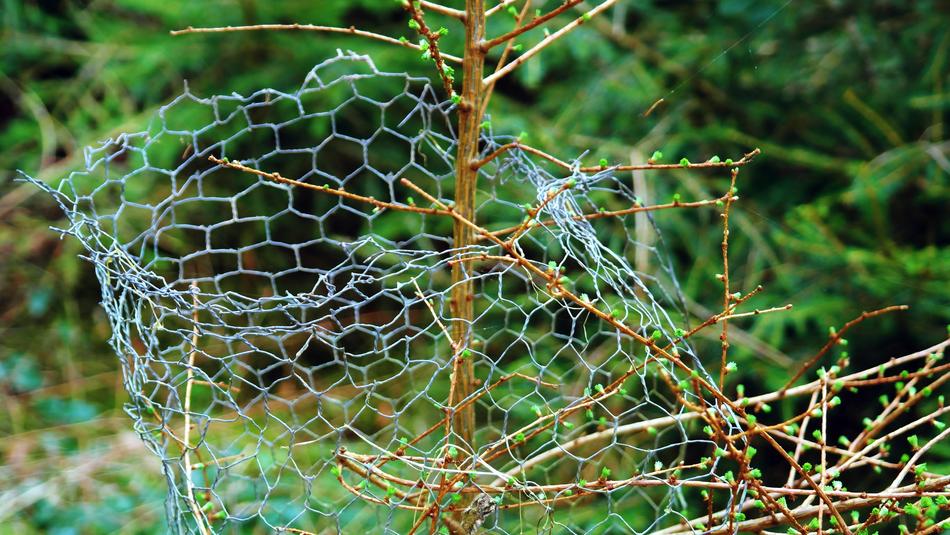 Wire Mesh Fence