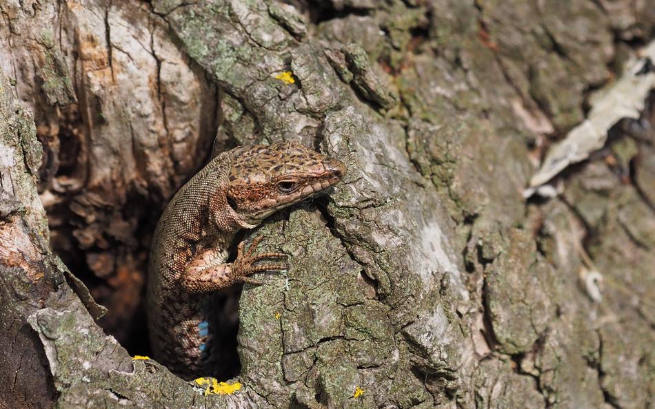 Nature Animals Reptile